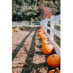 cute seasons