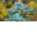 HerbSmoking Studios