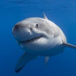 The Sharks And People Gang