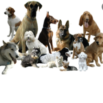 Doggo FAM!