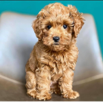 Puppys are welcome group