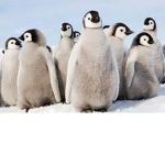 baby penguins united