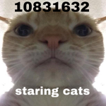 staring cats