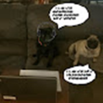 Reggie The Computer Using Pug Fan Club