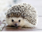 Pets forever we love