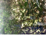 MC2010