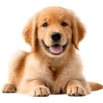 Golden Retriever Empire