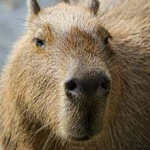 gang capibara