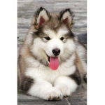 Just a fluffy husko