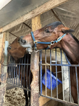The horse Pookies