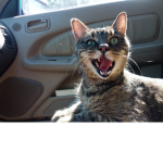 Cat Drivers