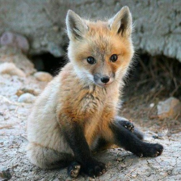 Cute Baby Fox Roblox decal