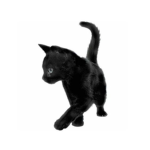 Ashira. Group Thumbnail