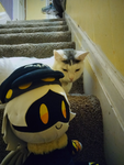 Gus is the best cat ever