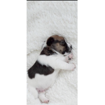 Cute. The cutest pup