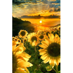 My SunnySunflower squad