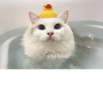 ~•kittenss•~