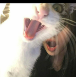 Osbat