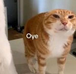 Cats Official Community