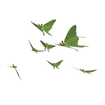 Luna moths Around Head