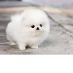 Puppies together