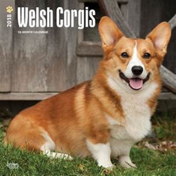 Welsh corgi's place