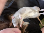 Nooget the ratttt