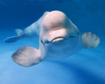 Beluga Military