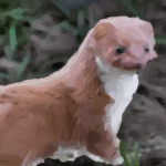 [ WS ] Weasel Studios