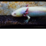 Blue axolotls are the best!!