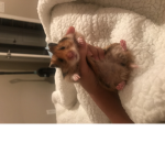 Hamsters United!! >:D