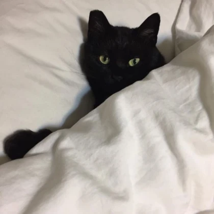 sleepy black cat