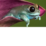 Meeep meeep meeep