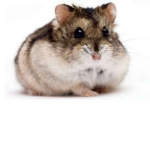 Hamster club:)!!!