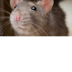 RAT AGENTSSS