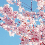 ~Beloved Blossoms~