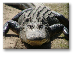Alliagator Clan