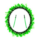 *Jade Clan*