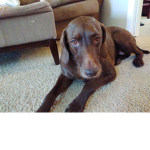 Dogs rule and other animals drool