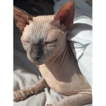 The real life cat pic