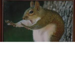 Slayer squirrels