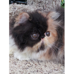 Donate To Yuki