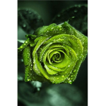 الورده الخضراء green rose