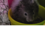 Our hampster is awesome