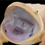 frog development