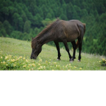 family horse robux gratuit