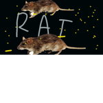 UGLY RATS B)