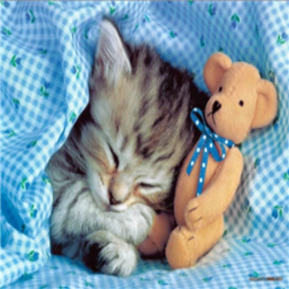 Kitten image