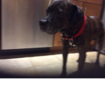 Soggy Doggy:Official Group