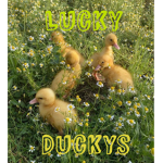 The Little Lucky Ducky’s